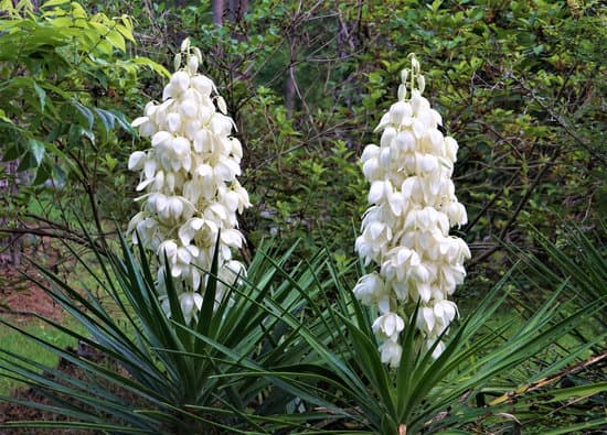 canva yucca plant MADPpgTOlW0