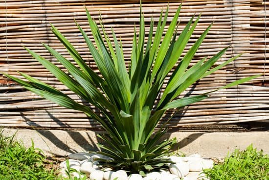 canva yucca plant MAEEDlJIfyU