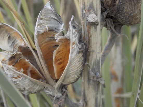 canva yucca plant MAELziRGHFs