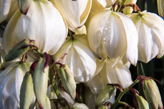 canva yucca plant close up of flowers MADF r