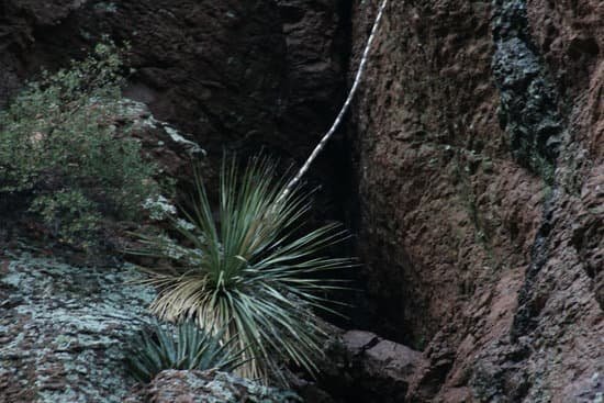 canva yucca plant growing in crevice MADBRz7JnBQ