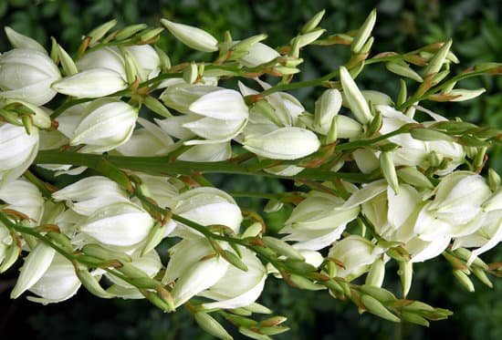 canva yucca plant in blossom MAC9z2D8Kfs