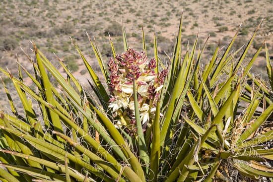 canva yucca plant in mojave desert MAEEJArLzJQ