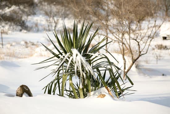 canva yucca plant in the snow MAC9RuLU8eU