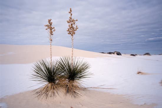 canva yucca plant nm MAC86YWp004