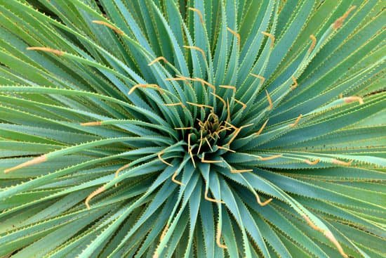 canva yucca plant showing symmetry MAC6bwuu3Vg