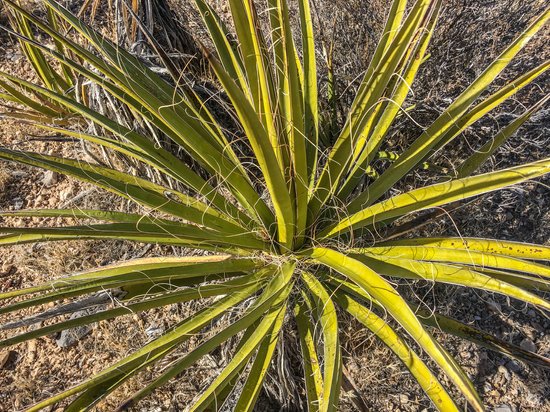 canva yucca plant usa MADFh90NUDU