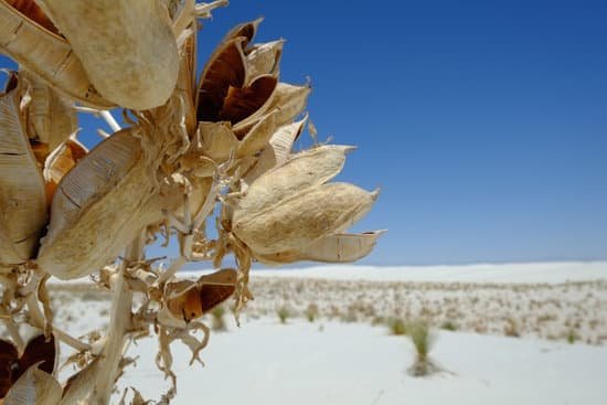 canva yucca plant white sand MADB0r iFeE