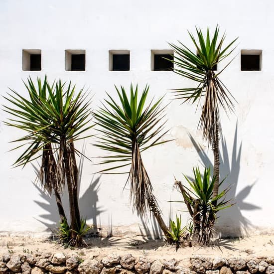 canva yucca plants MADA1ny9Gsc