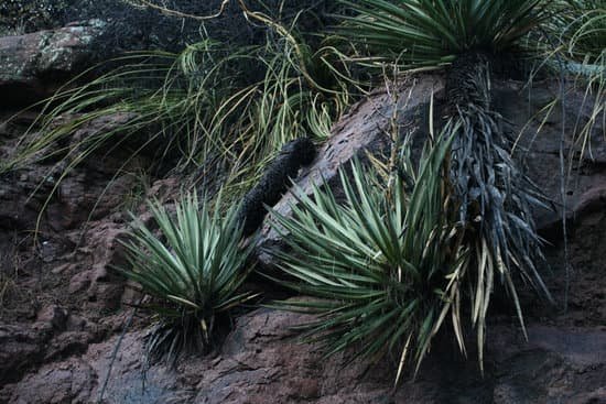 canva yucca plants growing out of rocks MADBRyrLLQg