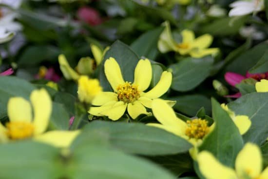 canva zinnia MAC4ineGyaY