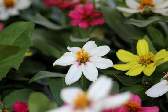 canva zinnia MAC4iuKUTC0
