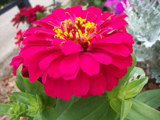 canva zinnia MADA4Ekl4WM