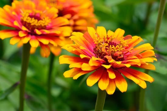 canva zinnia MAED5hZ1VXk