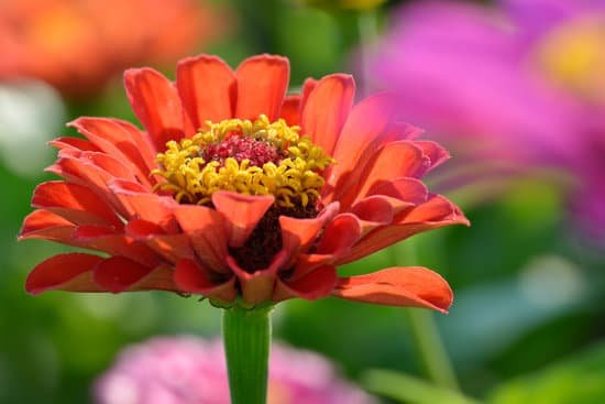 canva zinnia MAEE3iymXB8
