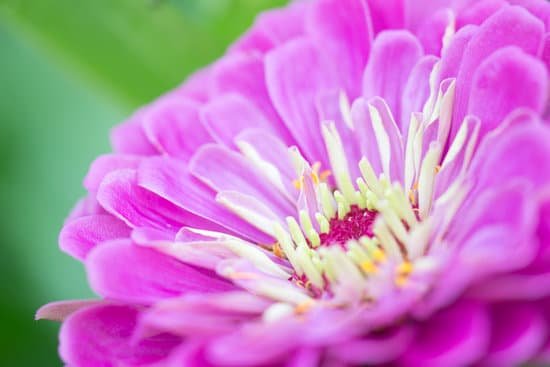 canva zinnia