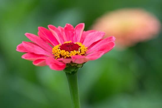 canva zinnia MAEEDYd Mbw