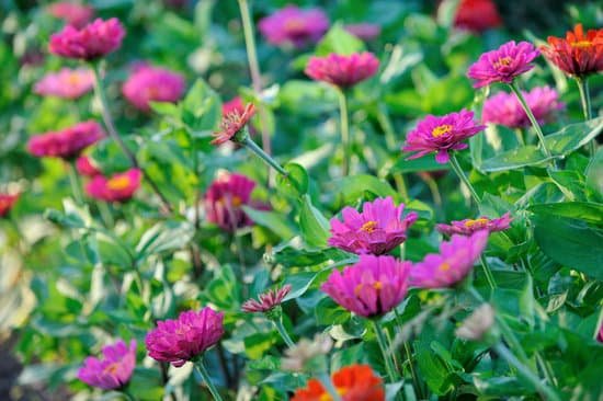 canva zinnia MAEEPkDSdtA