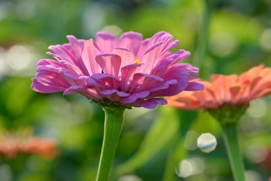 canva zinnia MAEErbgcz 4