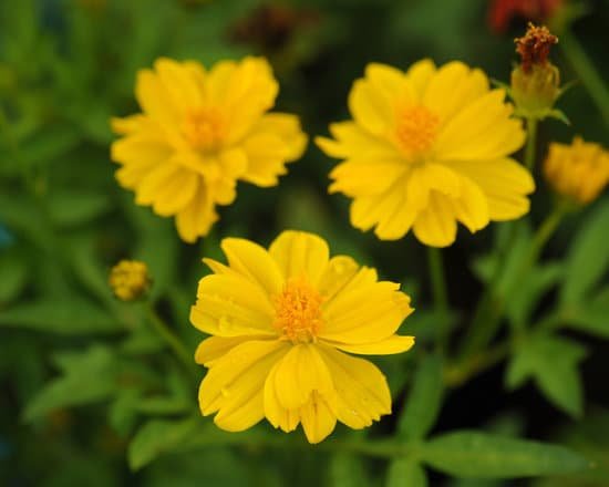 canva zinnia flowerzinnia violacea cav. MADE8AD Ifg
