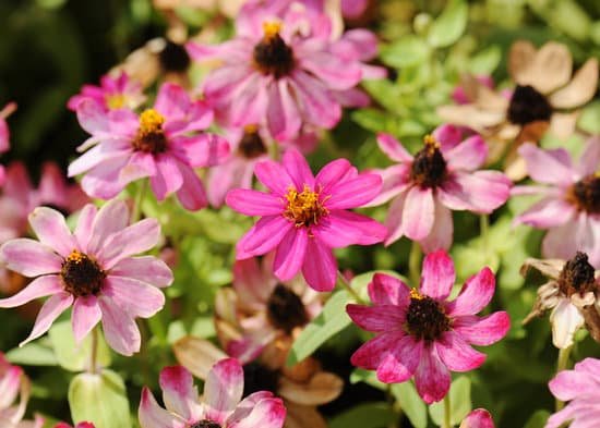 canva zinnia flowerzinnia violacea cav.