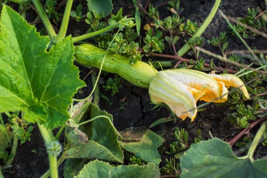 canva zucchini plant with flower on the ground MAEPYcJ a 4