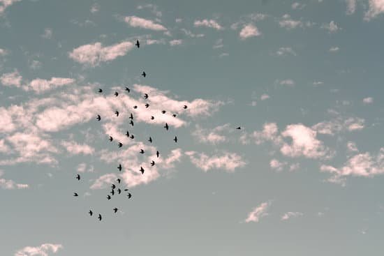 canva a flock of birds flies in the sky MAEKvzVNz6w