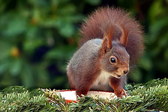 canva a squirrell surprised MADQ5GCPwTM