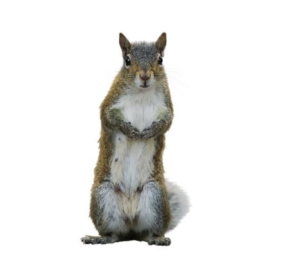 canva american gray squirrel MAC4EbR0Xkw