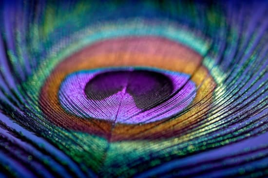 canva artistic composition of water drops on colorful peacock feather