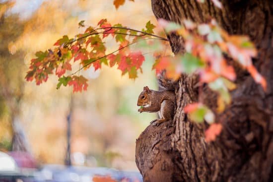 canva autumn squirrel