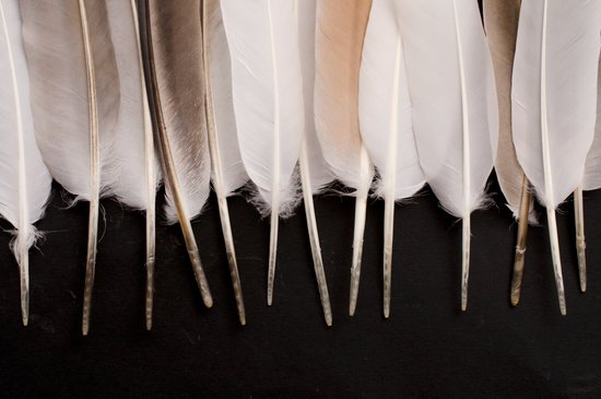 canva bird feather pigeon feathers composition of feathers