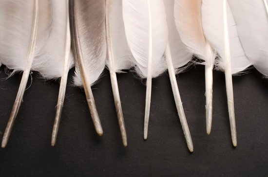 canva bird feather pigeon feathers composition of feathers MADFNpLIJTg