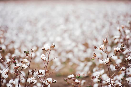 canva blooming cotton farm fields