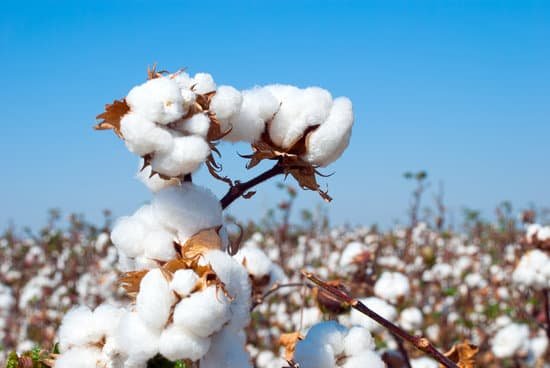 canva branch of ripe cotton