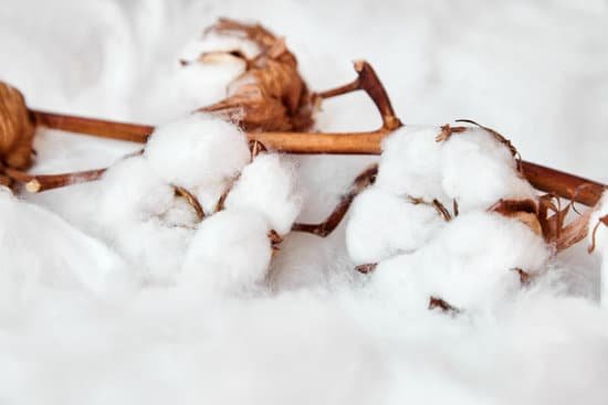 canva branch of white cotton flowers