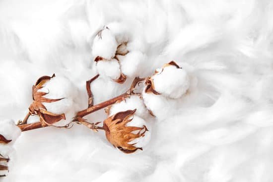canva branch of white cotton flowers MADDtLgWu9w