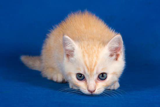 canva british fluffy kitten british cat MAD3UgP8 S0