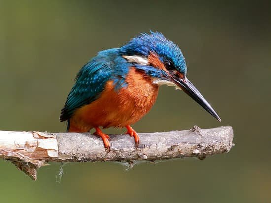 canva british kingfisher MADBgTDiMCY