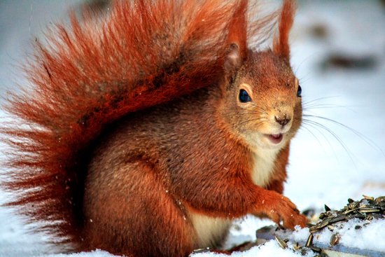 canva brown squirrel above snow at daytime in selective focus photo MADGvlhZm9U