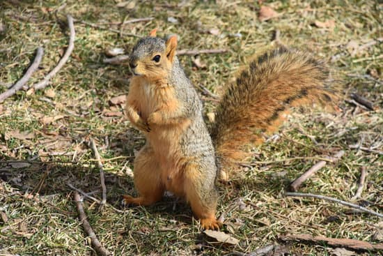 canva brown squirrel on brown dried leaves MAEXhmUE2NE