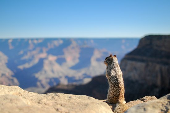 canva brown squirrel standing on brown rock formation MADGyMA4Jac