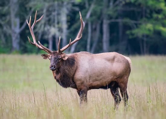 canva bull elk MACF5qbD cM