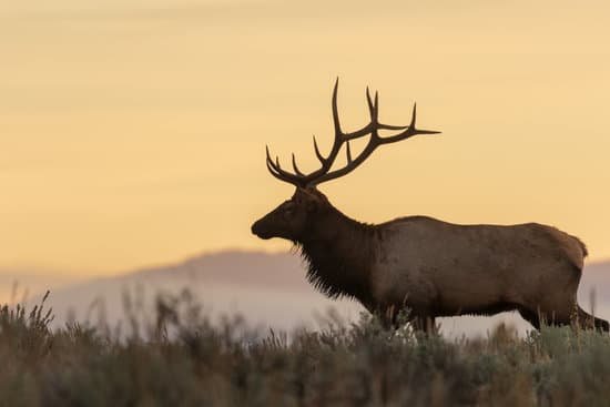 canva bull elk at sunrise MADauoK2NbQ