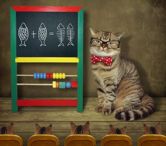 canva cat in glasses teaches math MADesQLkN0g