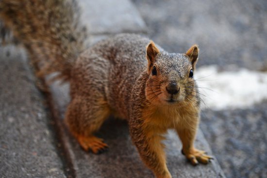 canva close up photo of brown squirrel MADGwGNW7VY