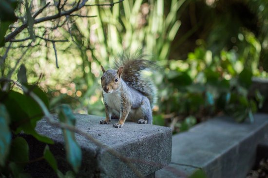 canva close up photo of squirrel MADGwHwHRpk