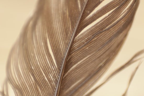 canva close up view gray feather MADGyTPjAok