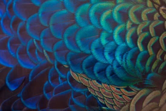 canva closeup peacock feathers MADer YY4r8