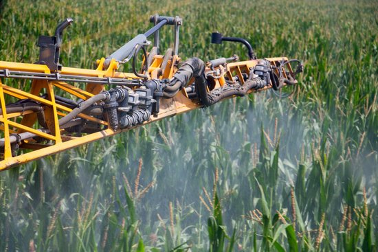 canva corn spraying